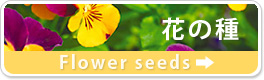 �Ԃ̎�